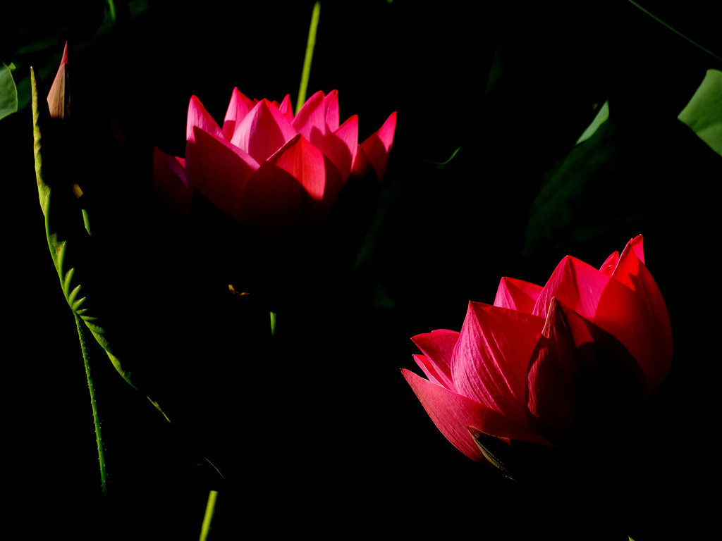 ʯĺ29-쿪.jpg
