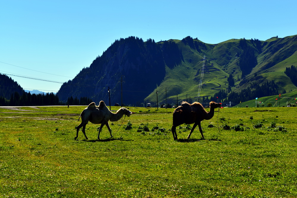 DSC_4603.JPG