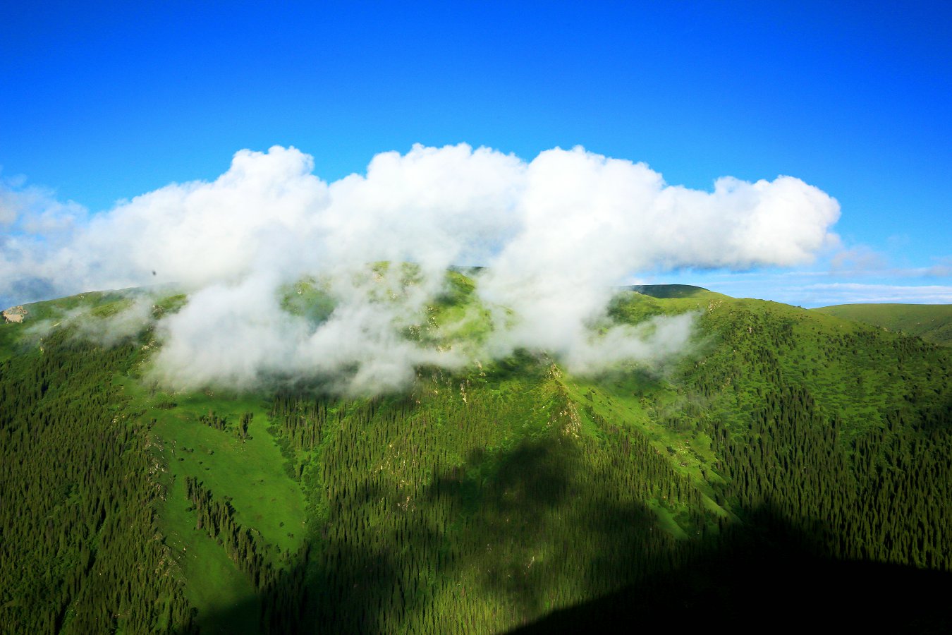 479A1186Q_1.jpg