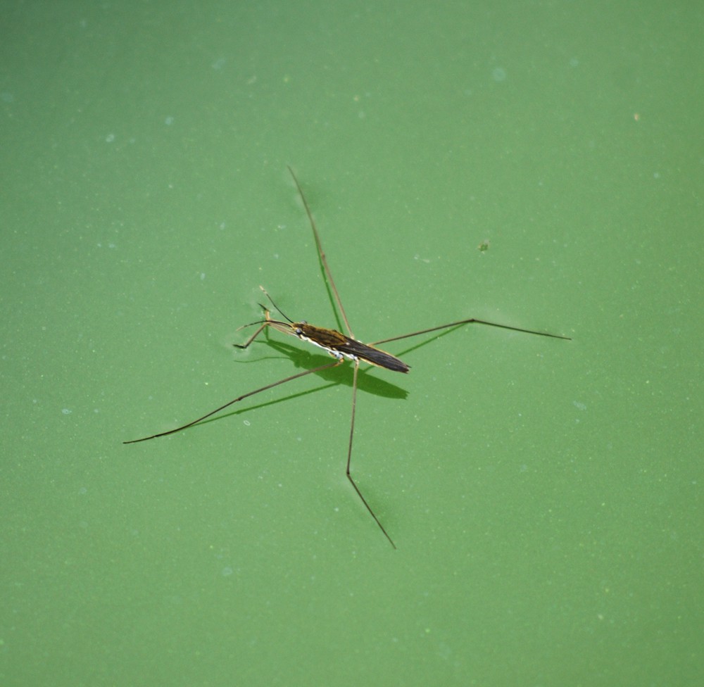 DSC_0038_.jpg