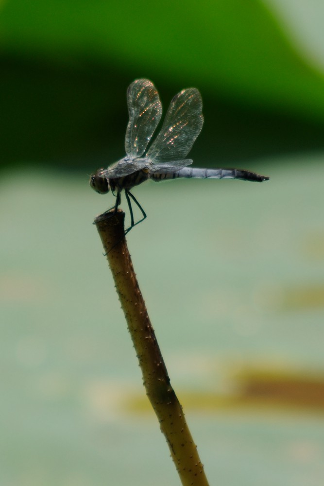 DSC_0288_.jpg