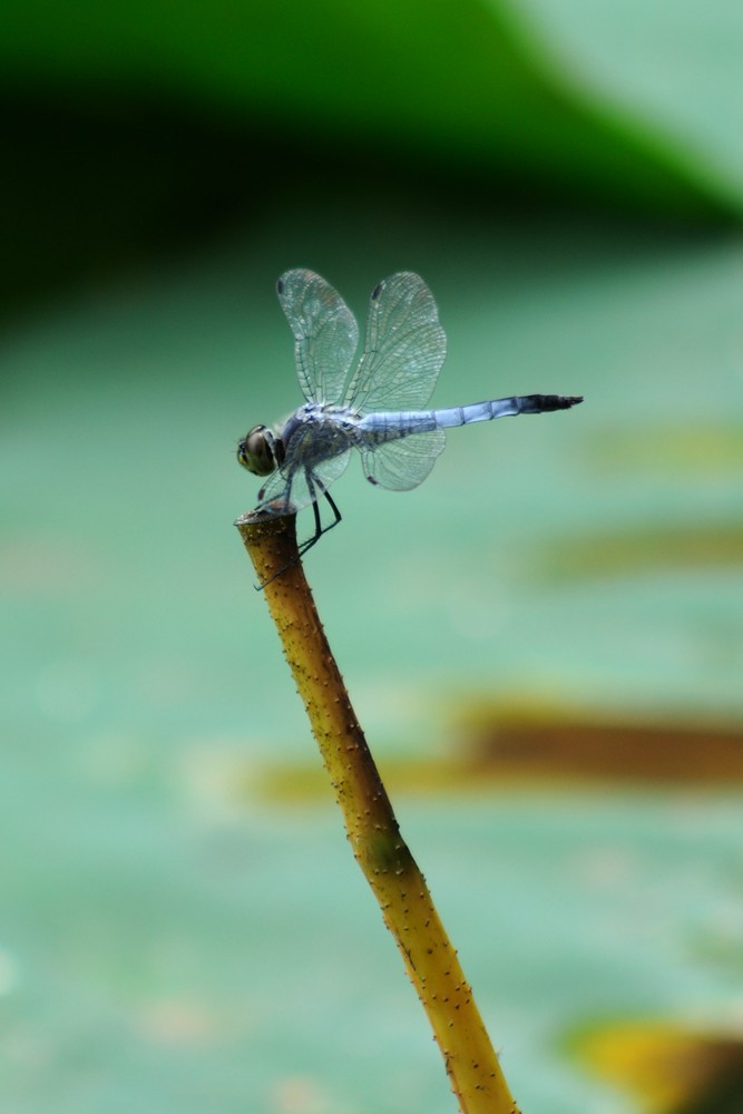 DSC_0299_.jpg