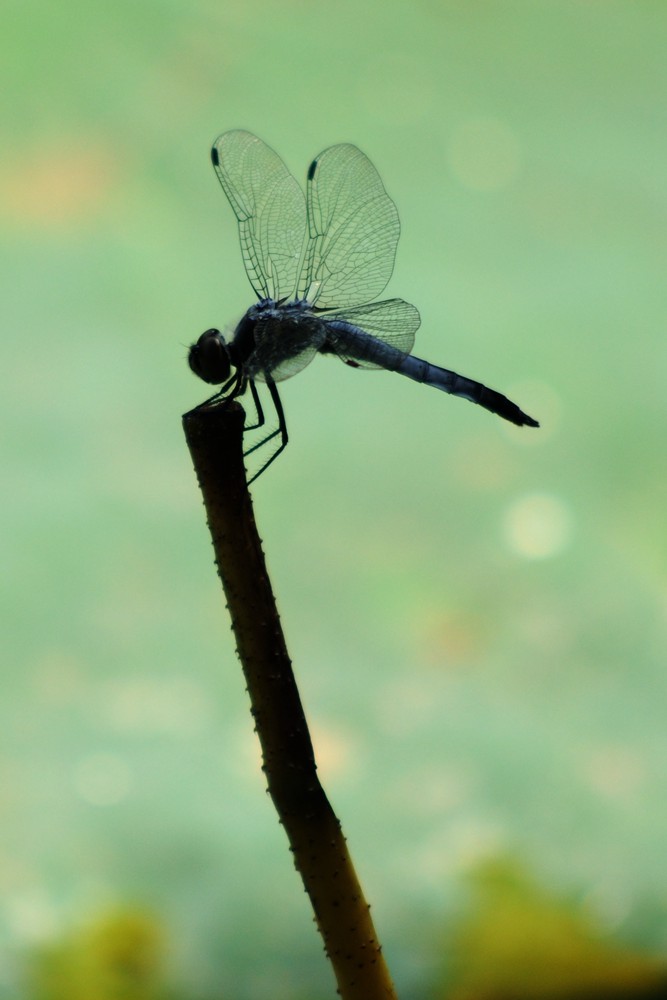 DSC_0399_.jpg
