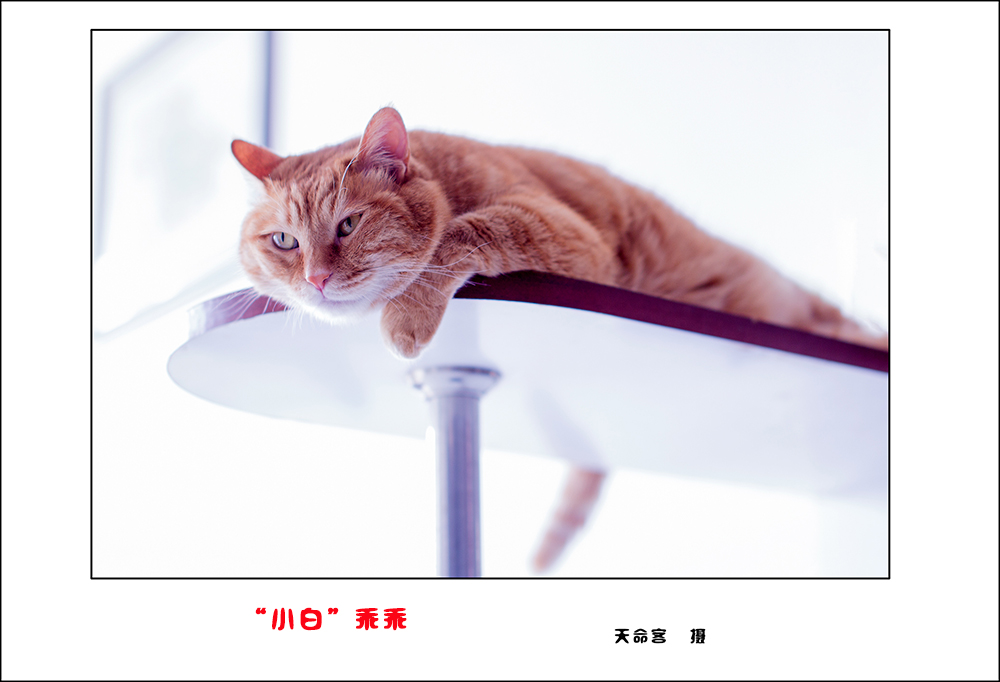 mao1.jpg