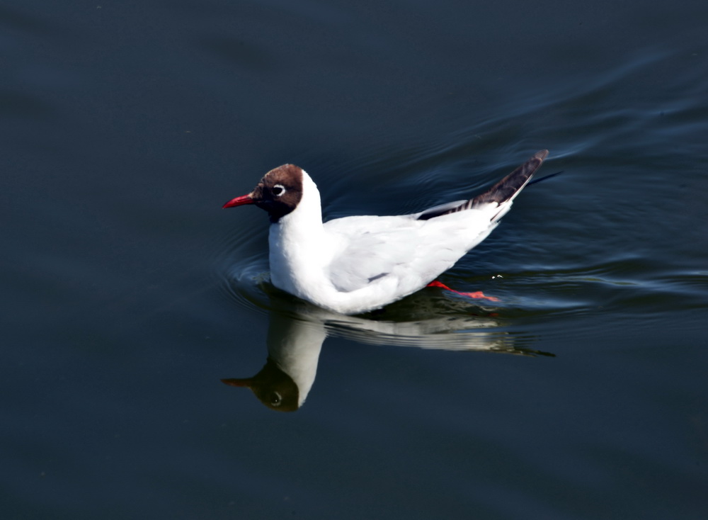 DSC_6420.JPG