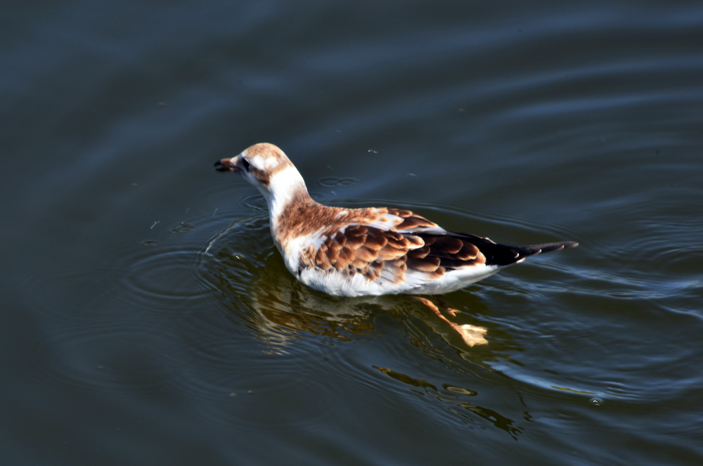 DSC_6421.JPG