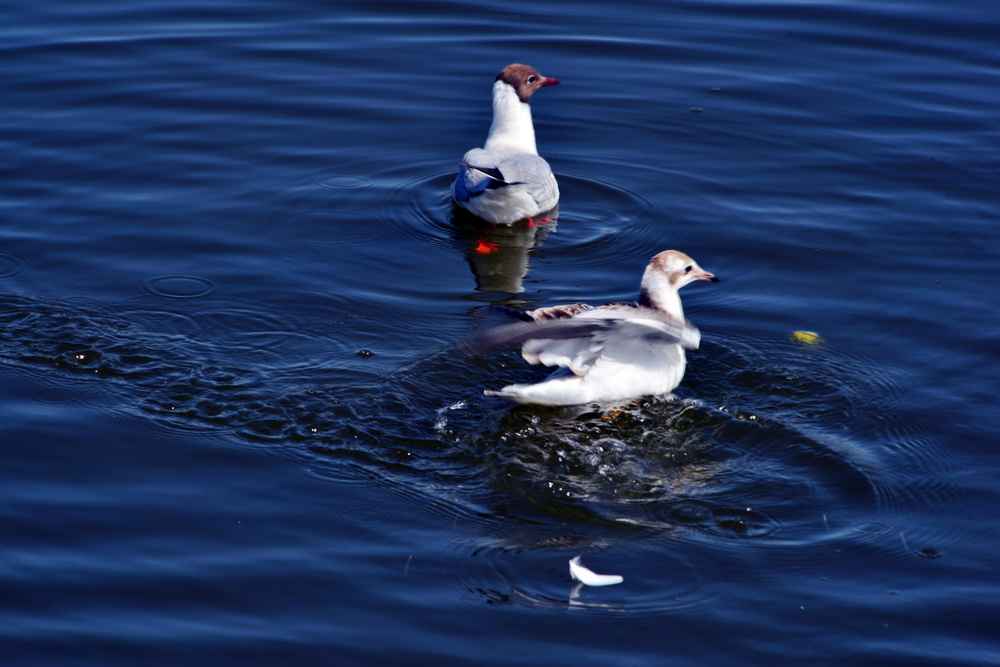 DSC_6403.JPG