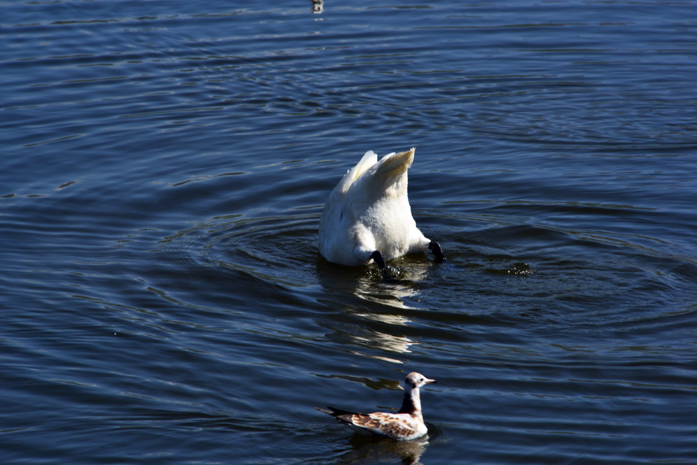 DSC_6411.JPG