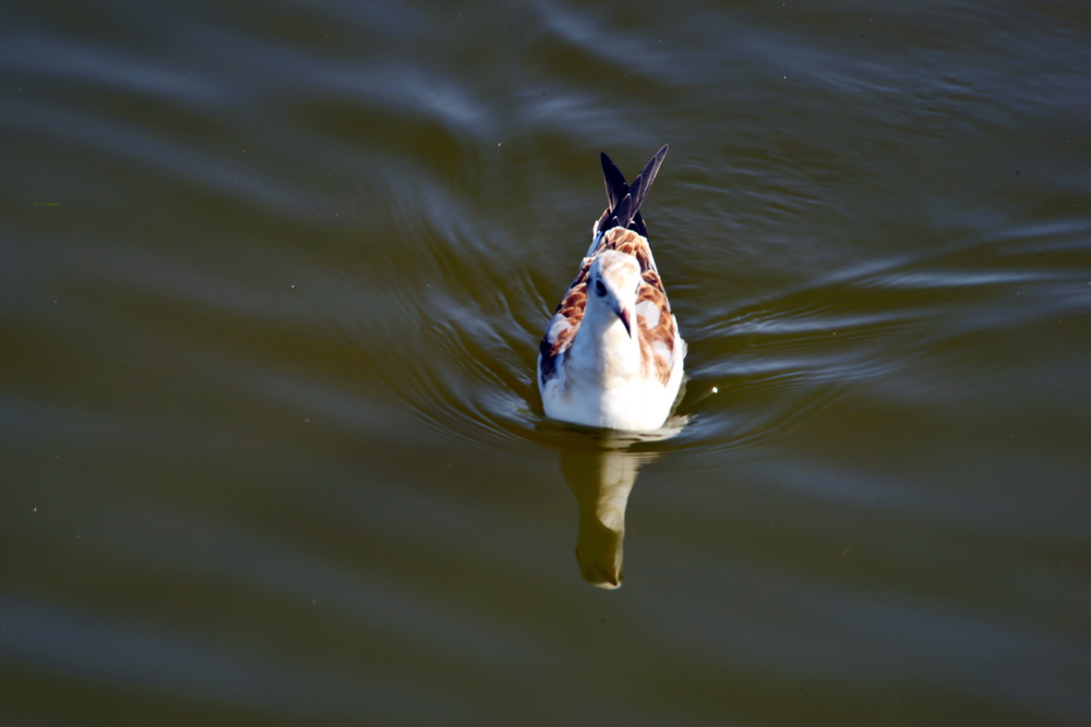 DSC_6415.JPG