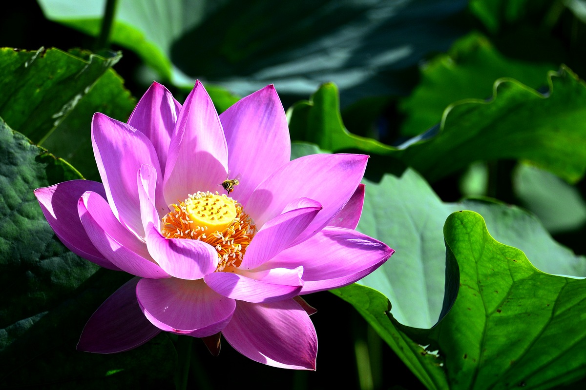 _DSC7335f.jpg