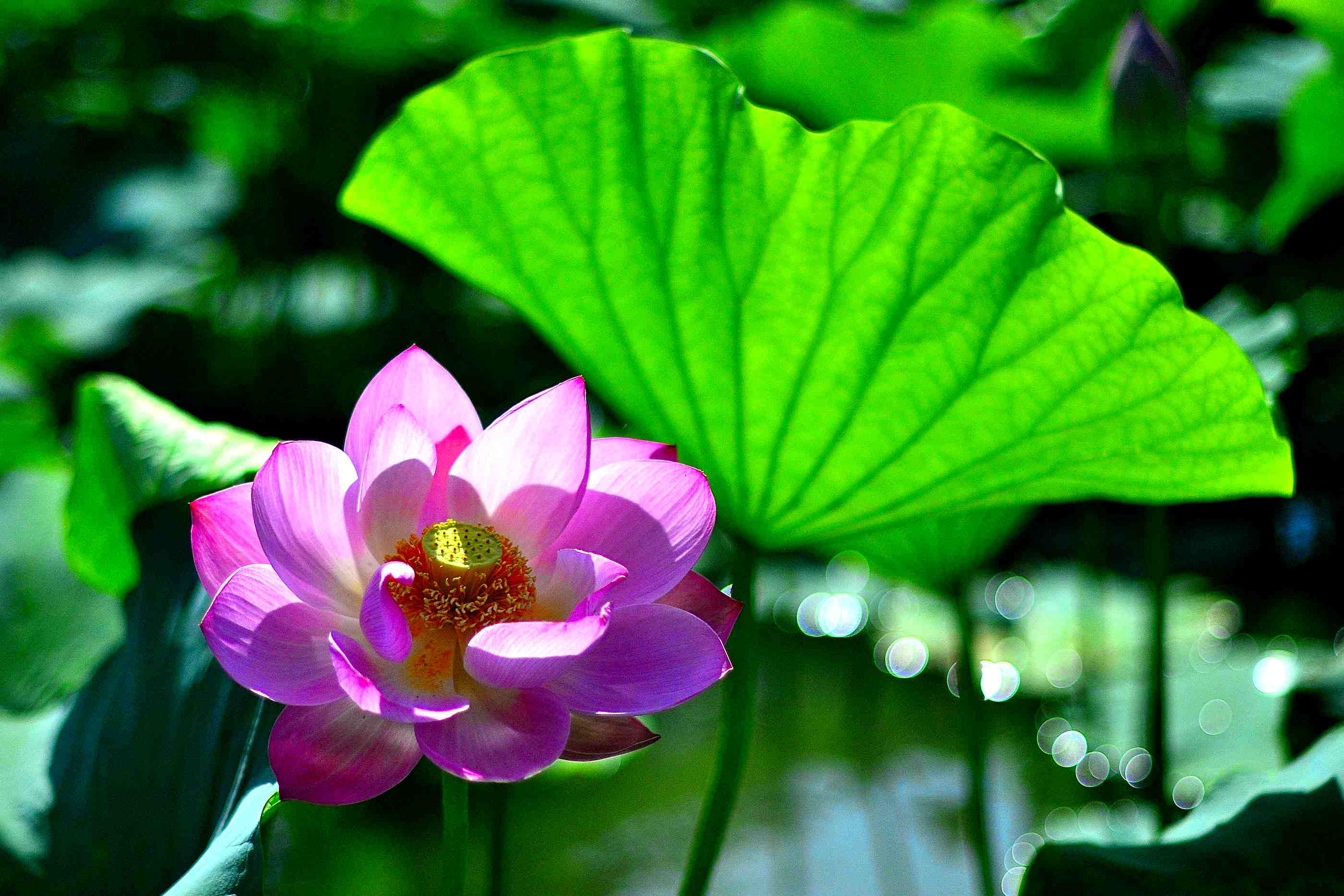 _DSC7389f.jpg