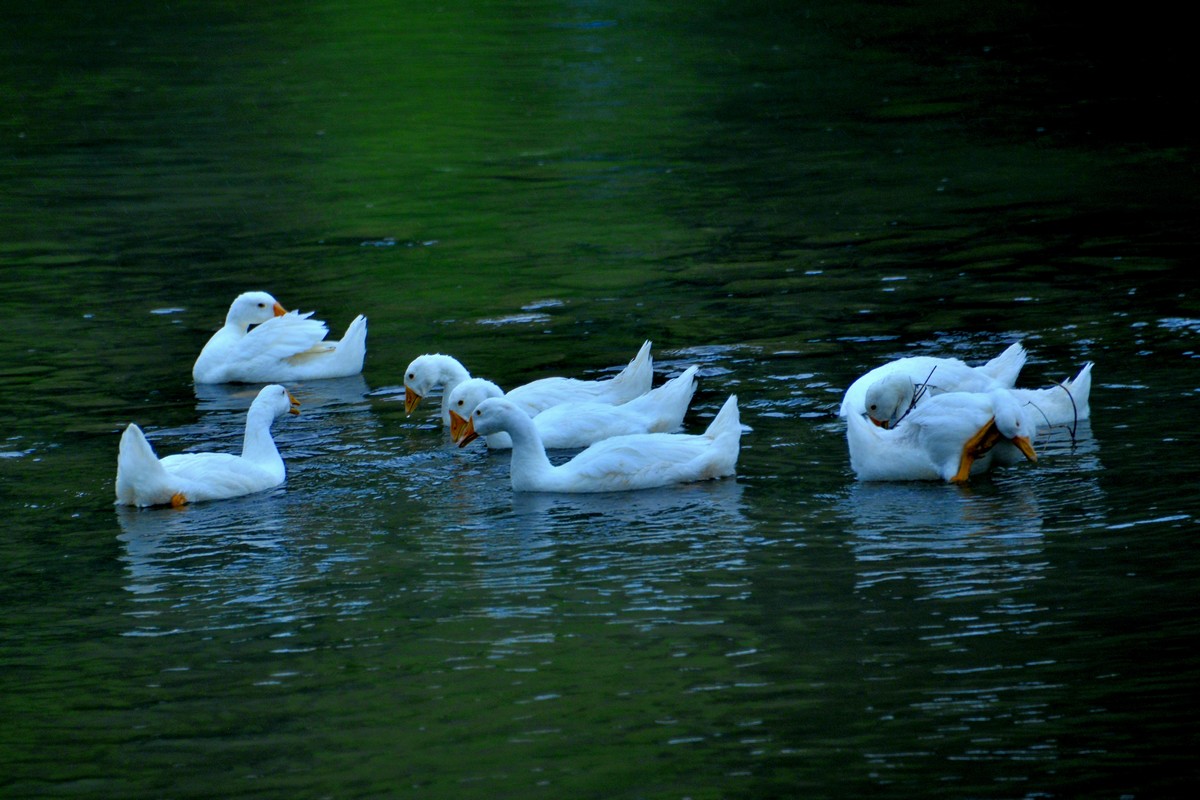 _DSC6314f.jpg