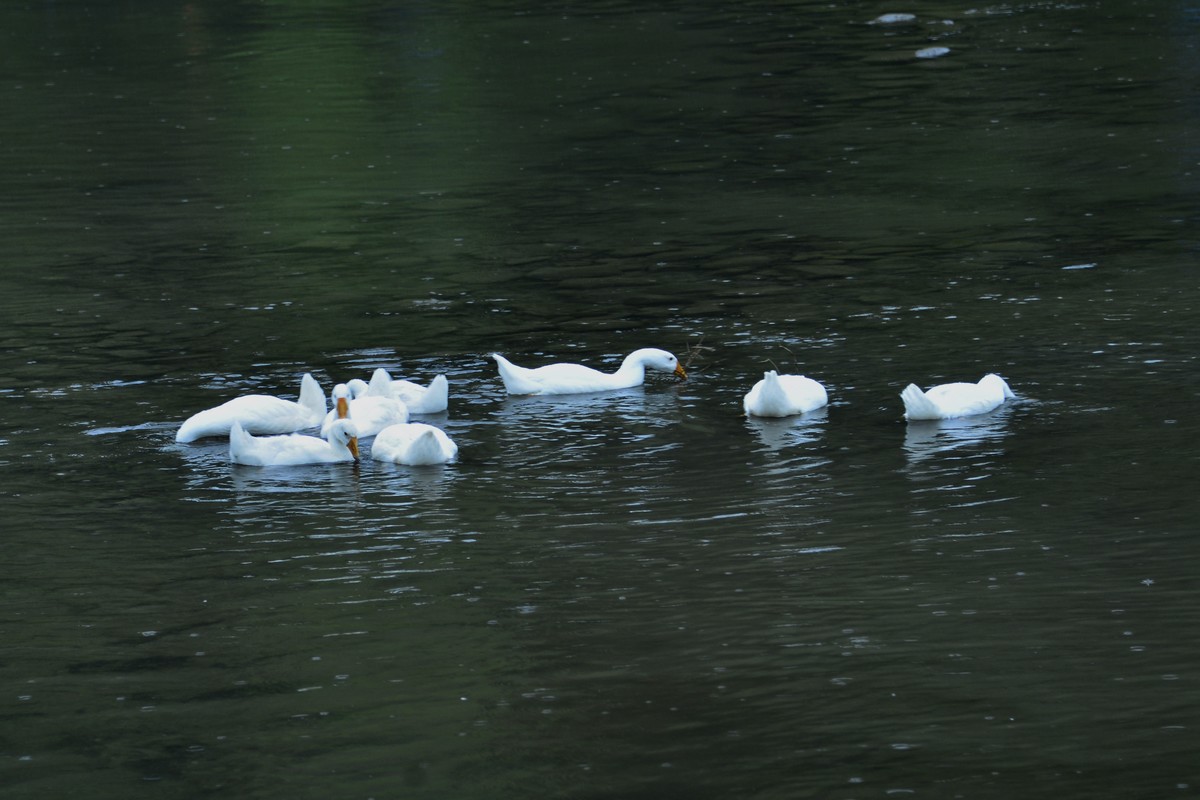 _DSC6310f.jpg