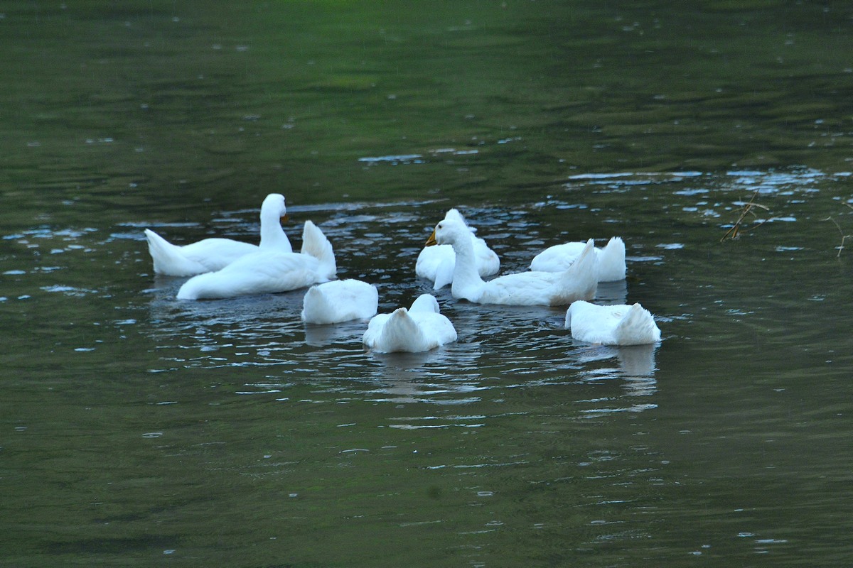 _DSC6308f.jpg