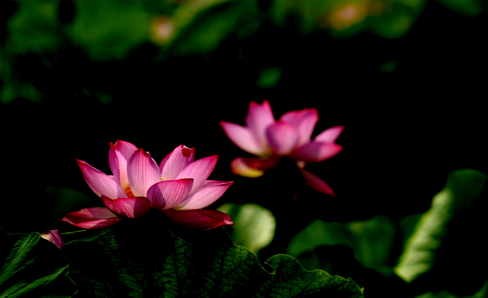 _DSC4594.jpg