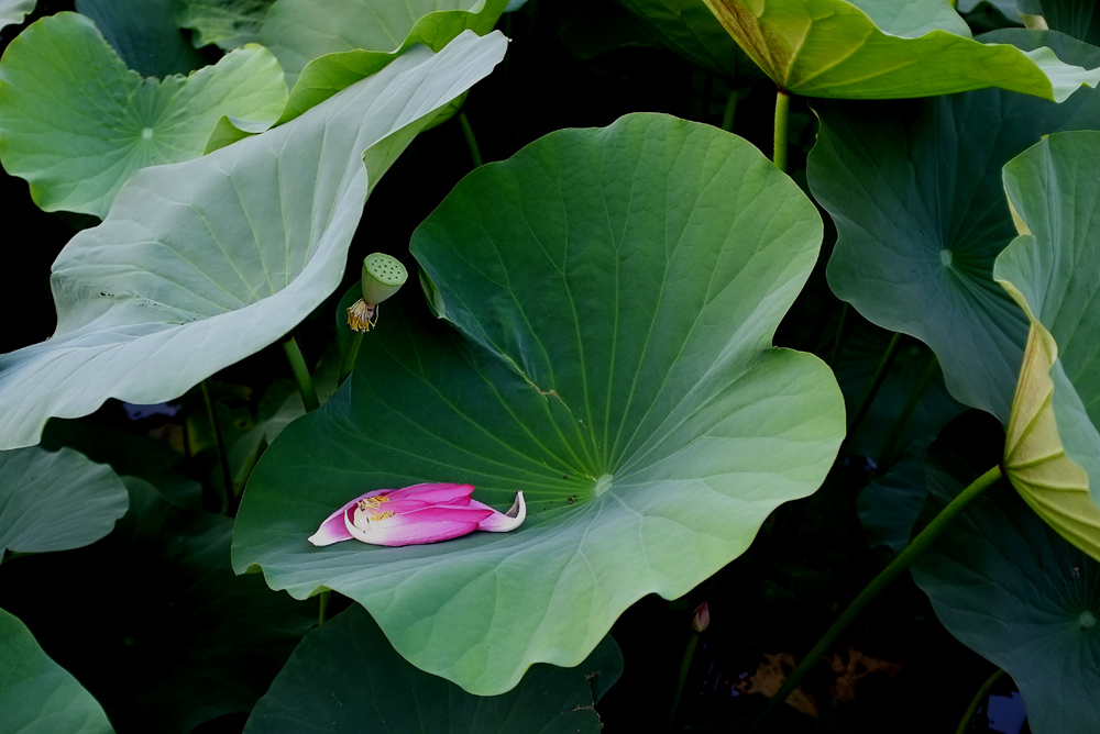 DSCF4036.JPG