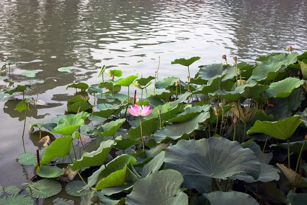 DSCF4033.JPG
