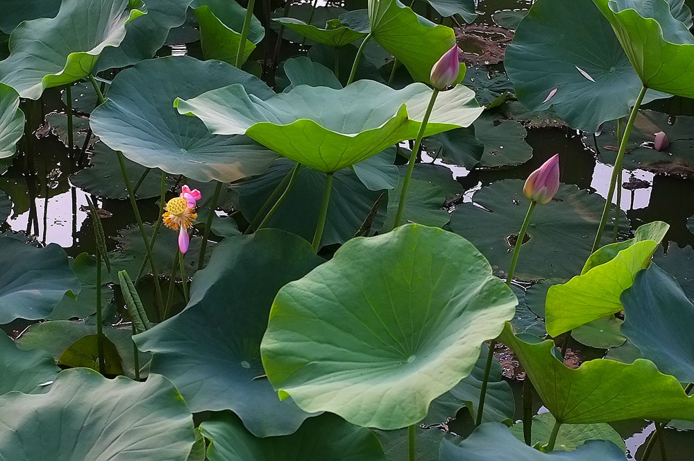 DSCF4051.JPG
