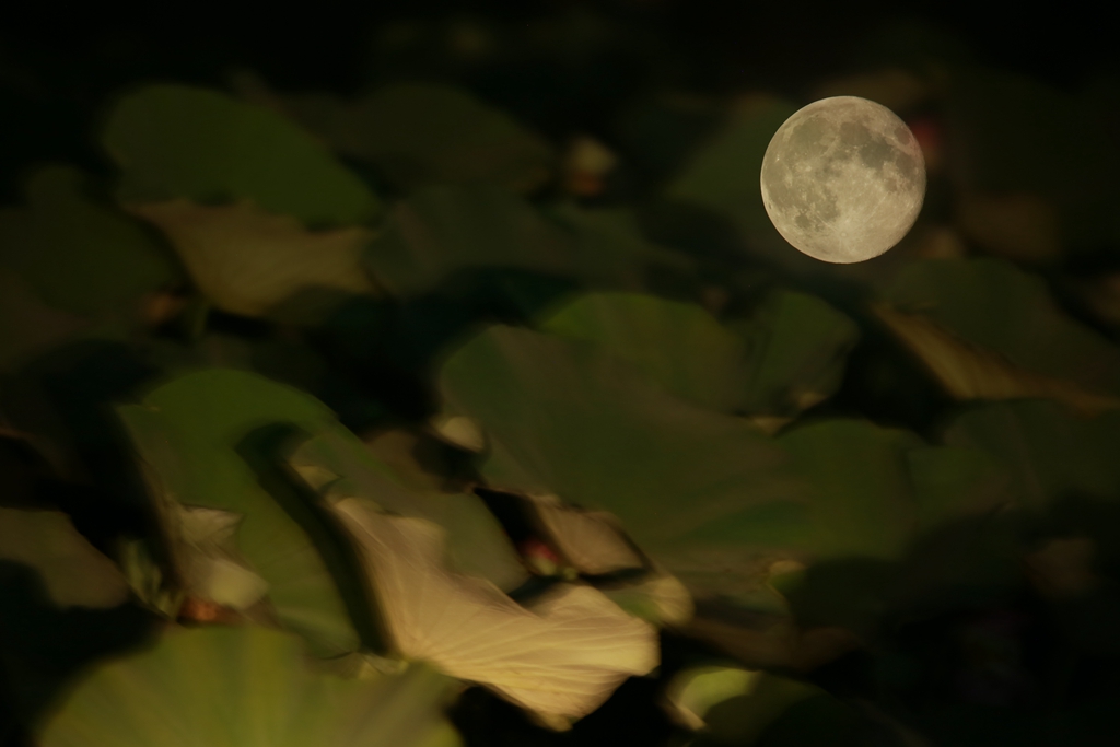 050C2048_.jpg