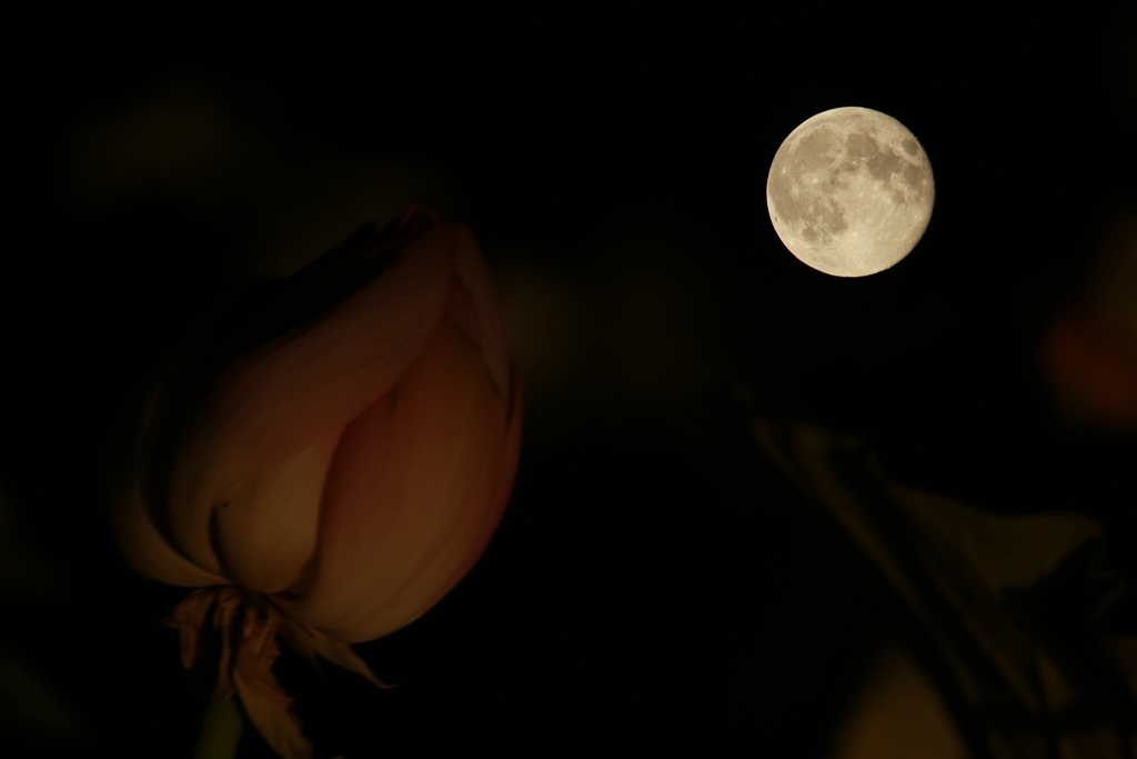 050C2051_.jpg