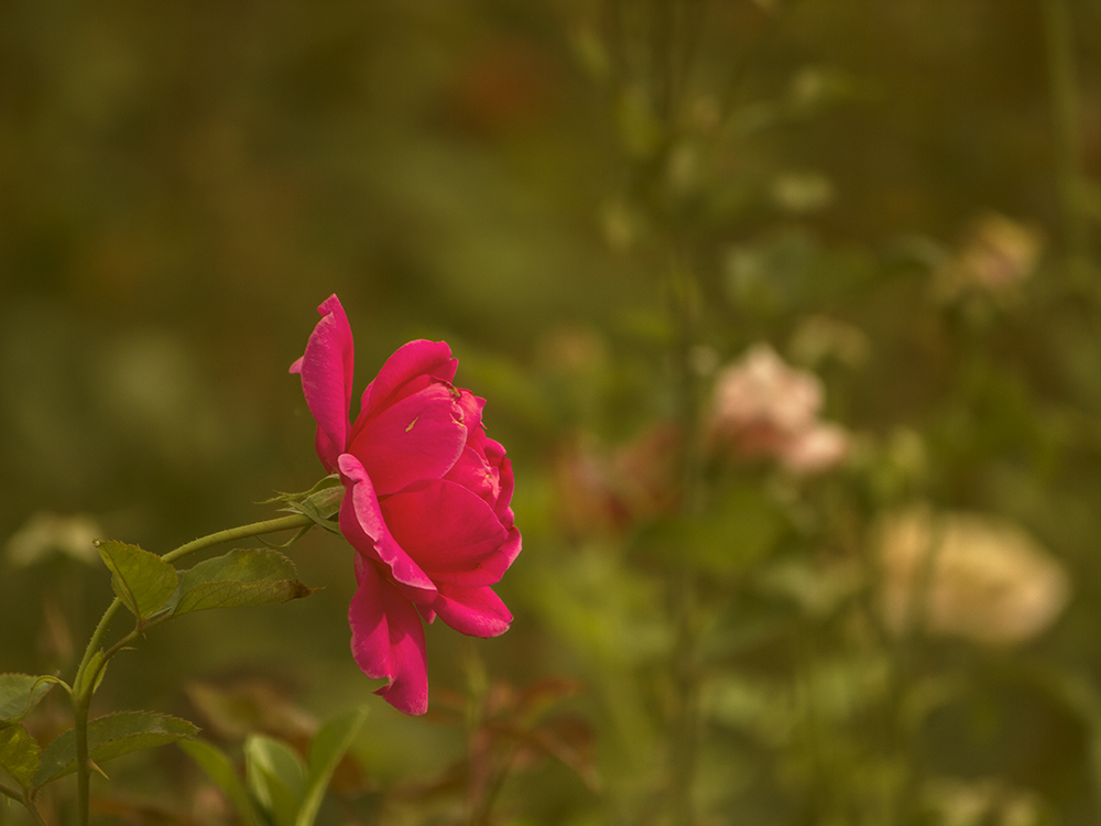 IMG_9685.jpg