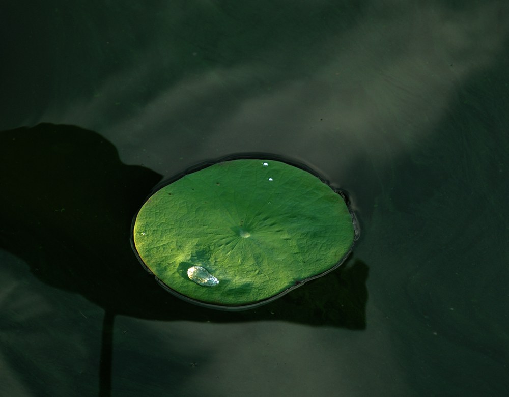 DSC_0418_.jpg