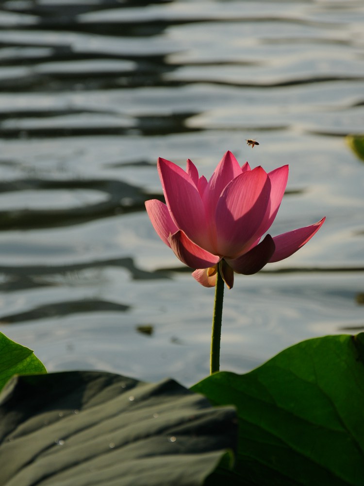 DSC_0453_.jpg