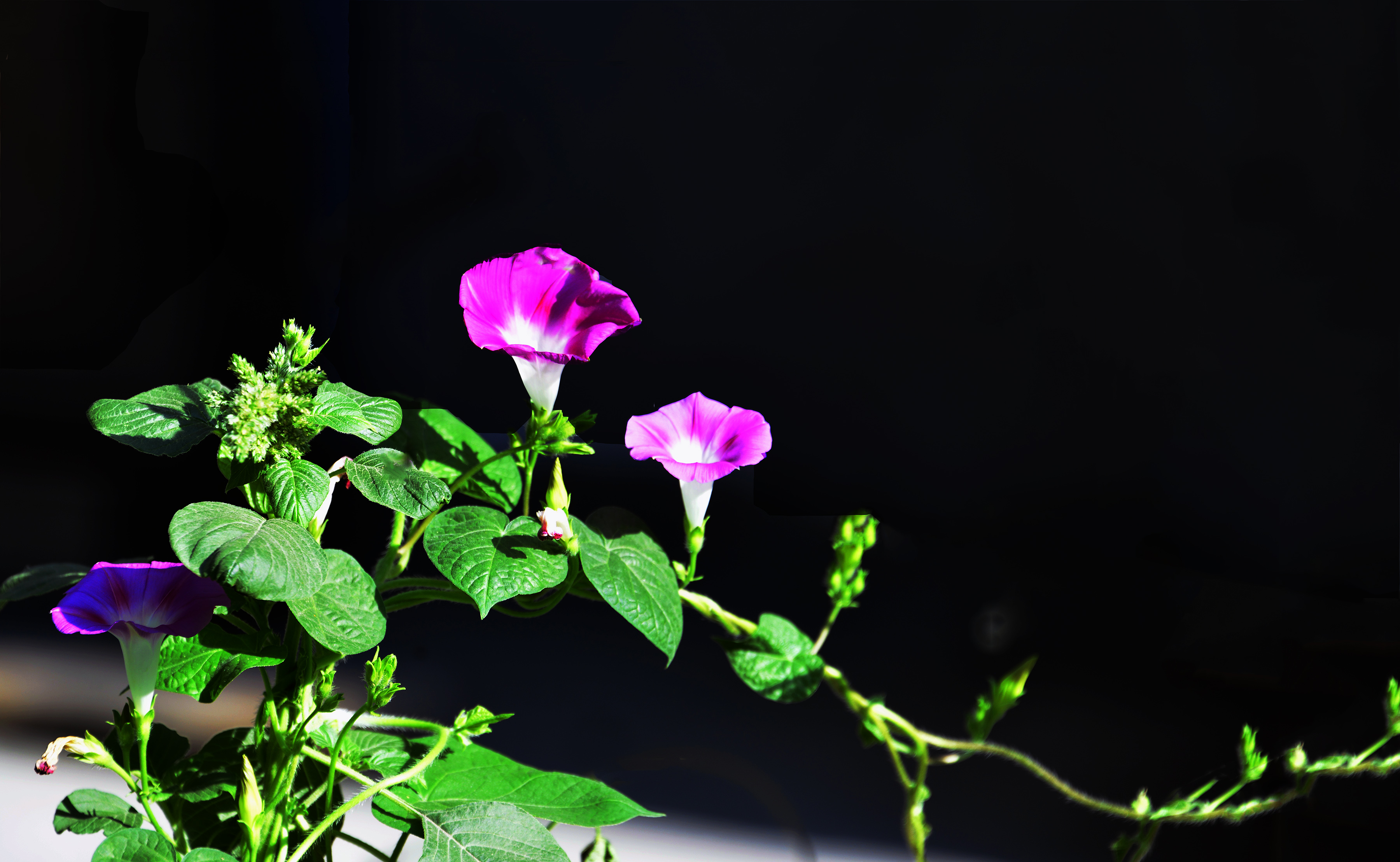 _DSC9306.jpg