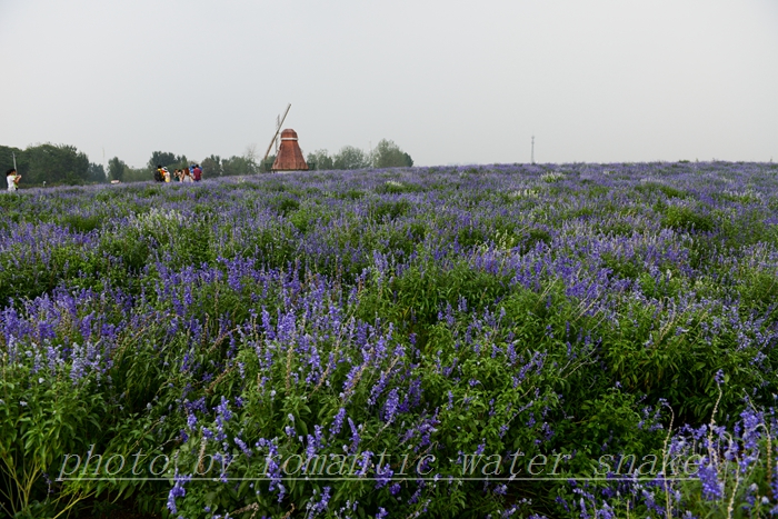 DSC_2180.jpg
