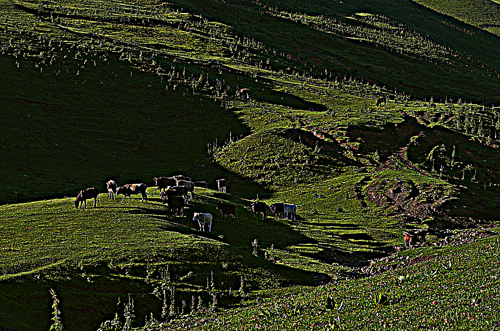 DSC_8198-1.jpg