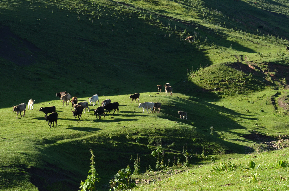DSC_8205-1.jpg