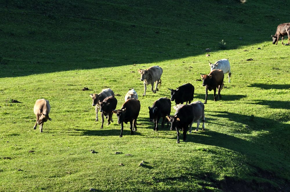 DSC_8206-1.jpg