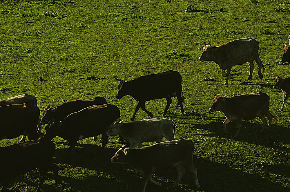 DSC_8210-1.jpg