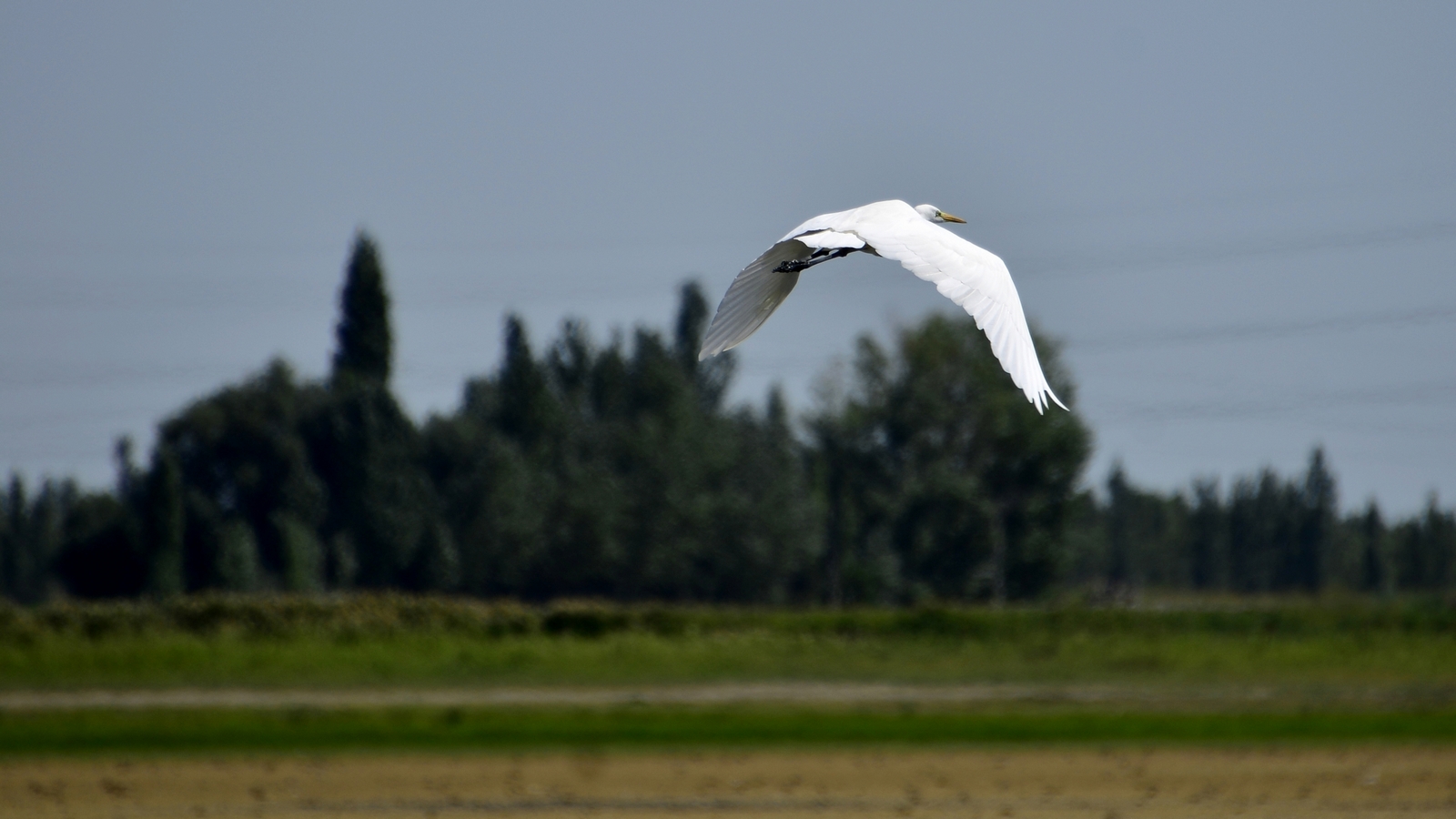 nEO_IMG__DSC1073.jpg