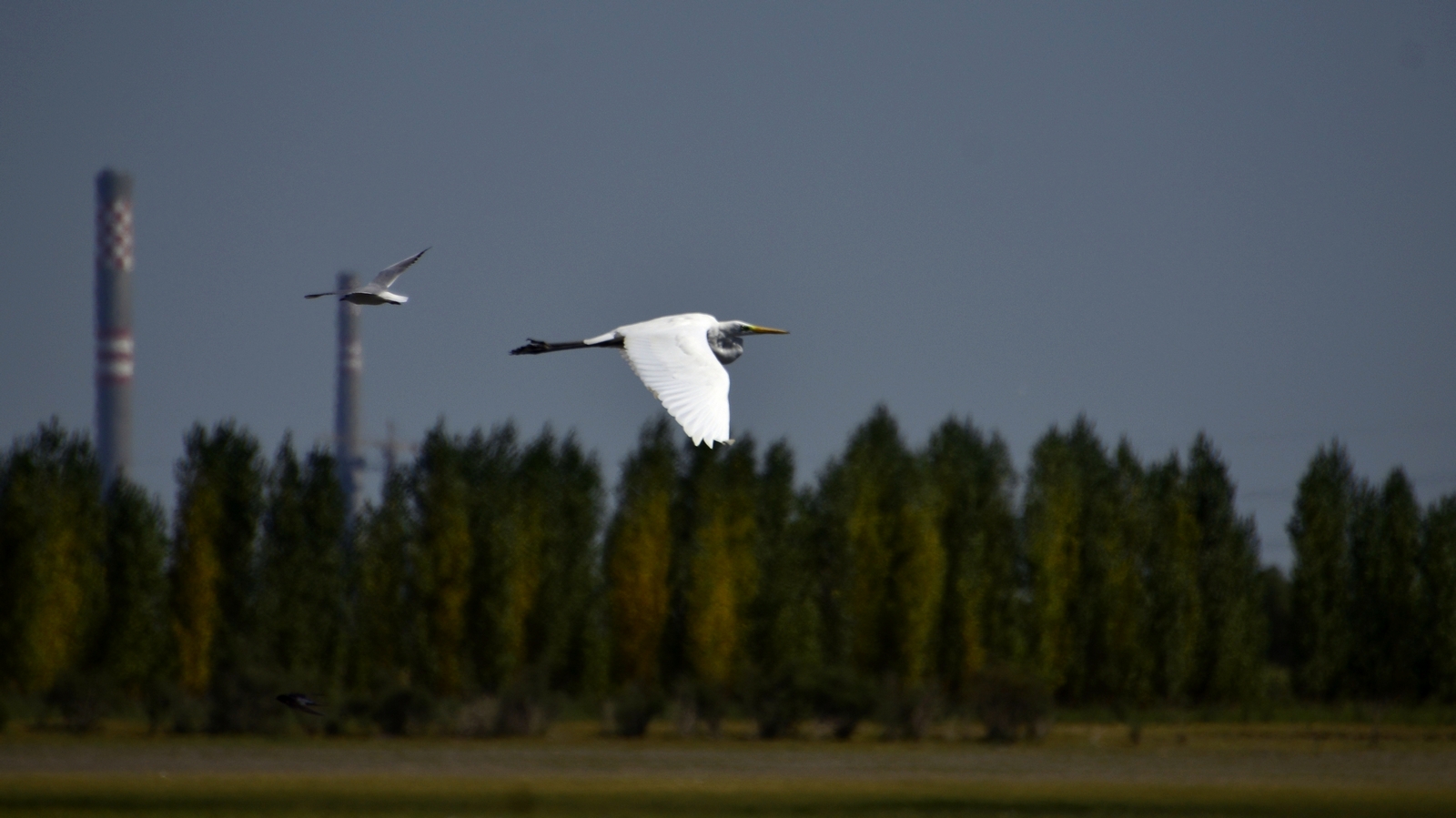 nEO_IMG__DSC1158.jpg