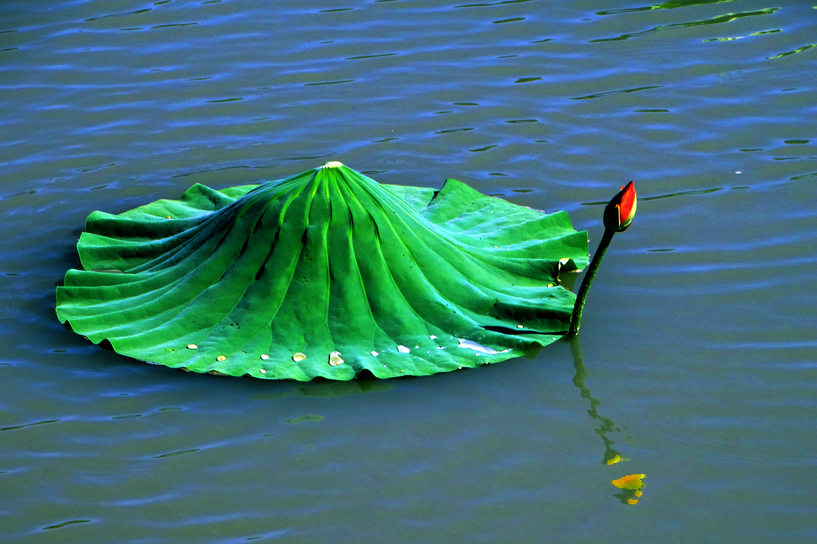DSC04671.jpg