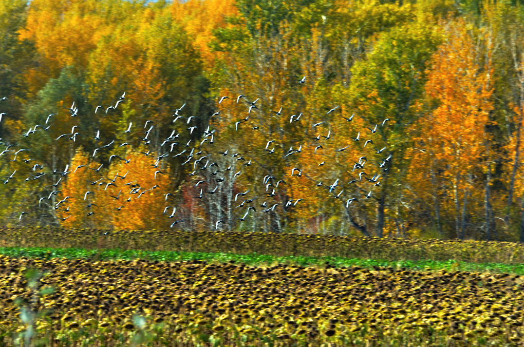 DSC_9066--1.jpg