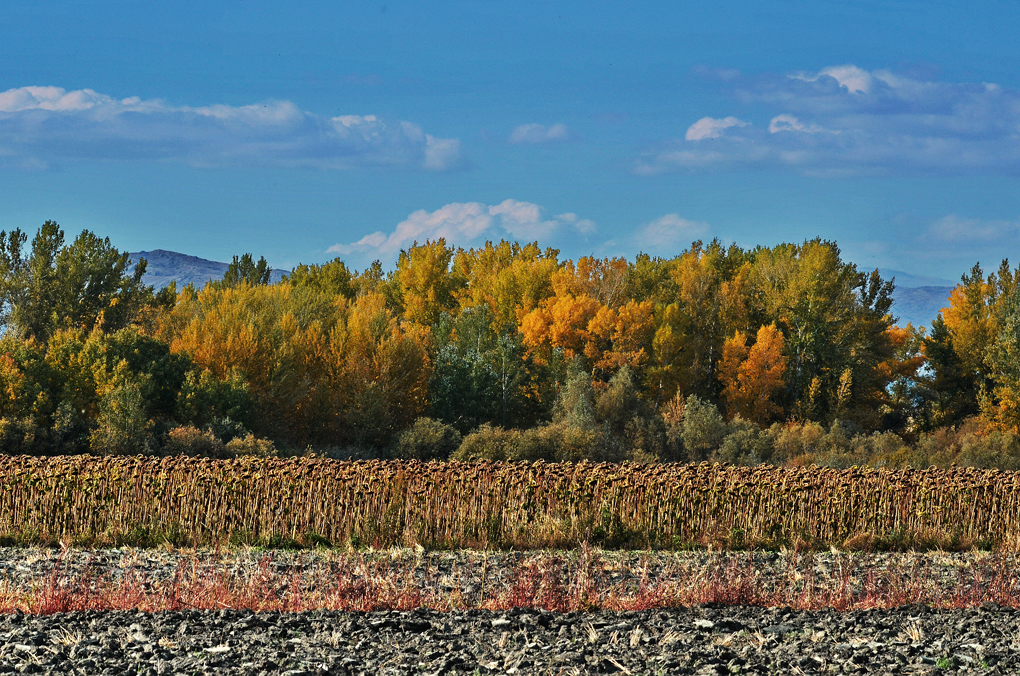 DSC_9082--1.jpg