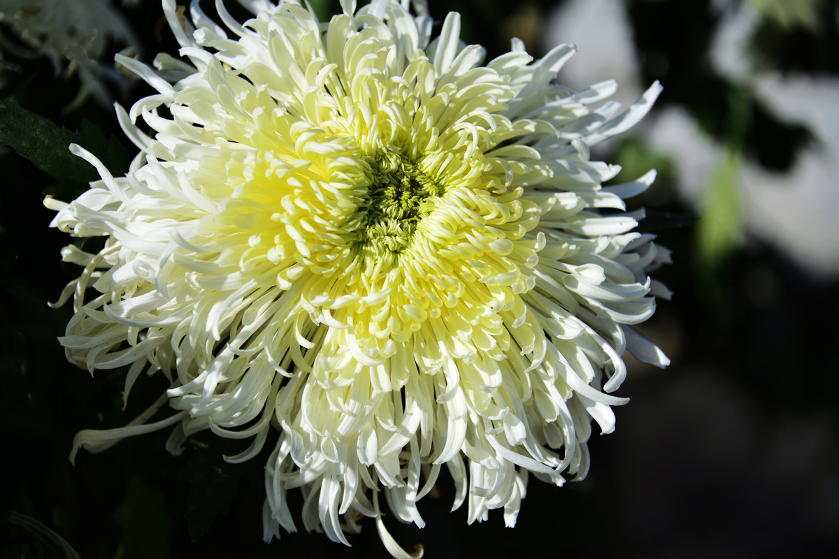 nEO_IMG__DSC6256-ָ.jpg