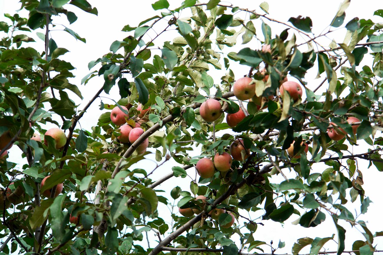 DSC08989__.jpg