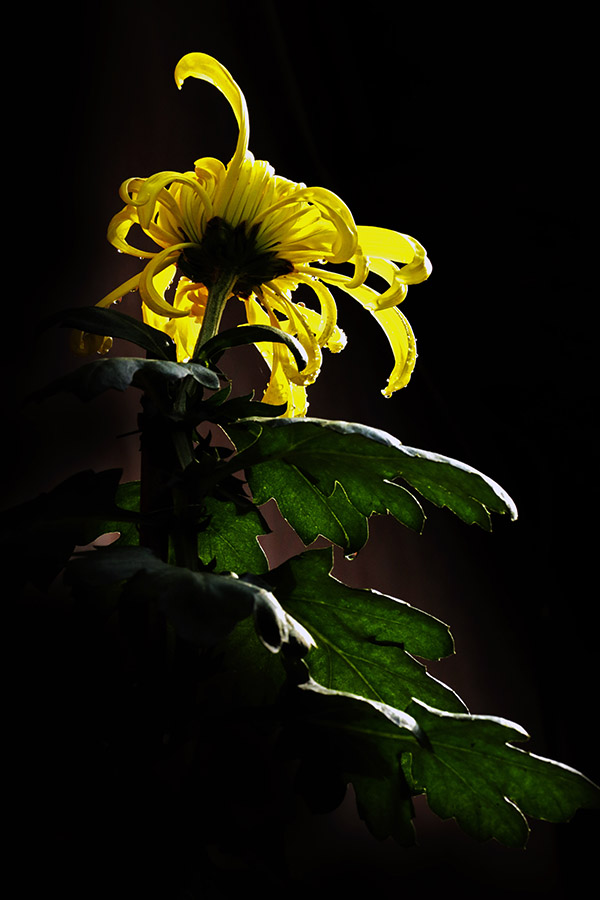_F3A7095.JPG
