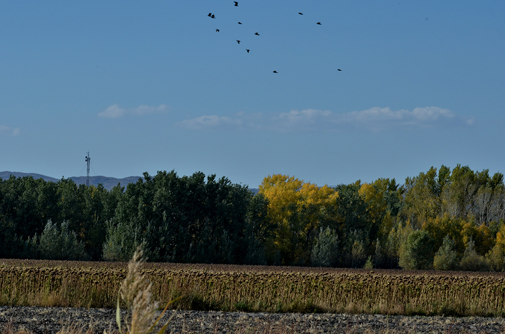 DSC_9092-1.jpg
