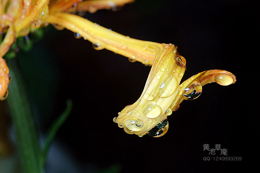 DSC03911.jpg