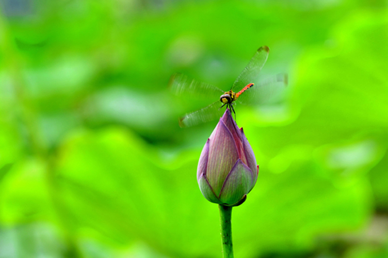 ۺɡ_H104055 .jpg