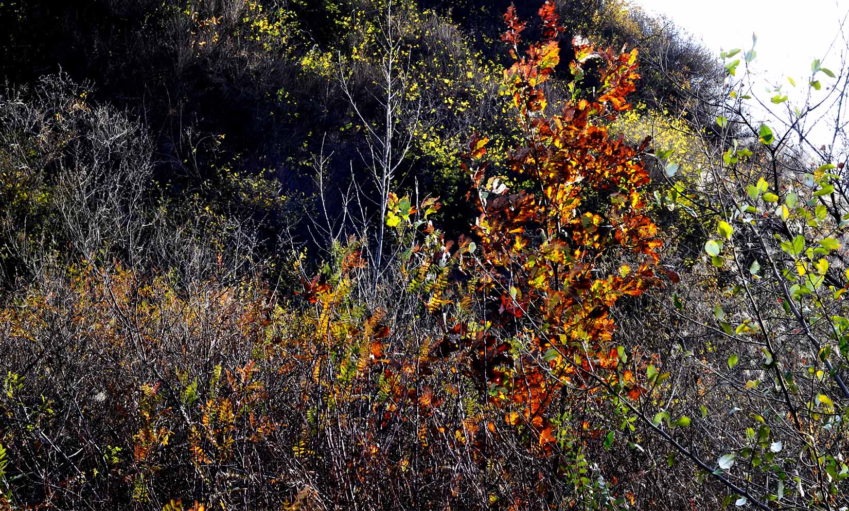 _DSC1915.jpg