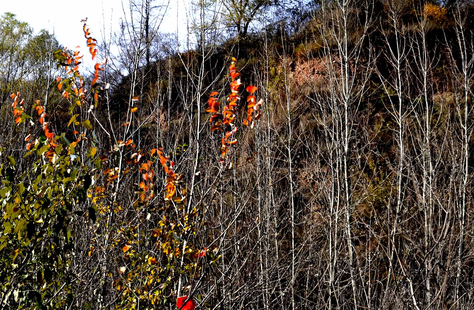 _DSC1914.jpg