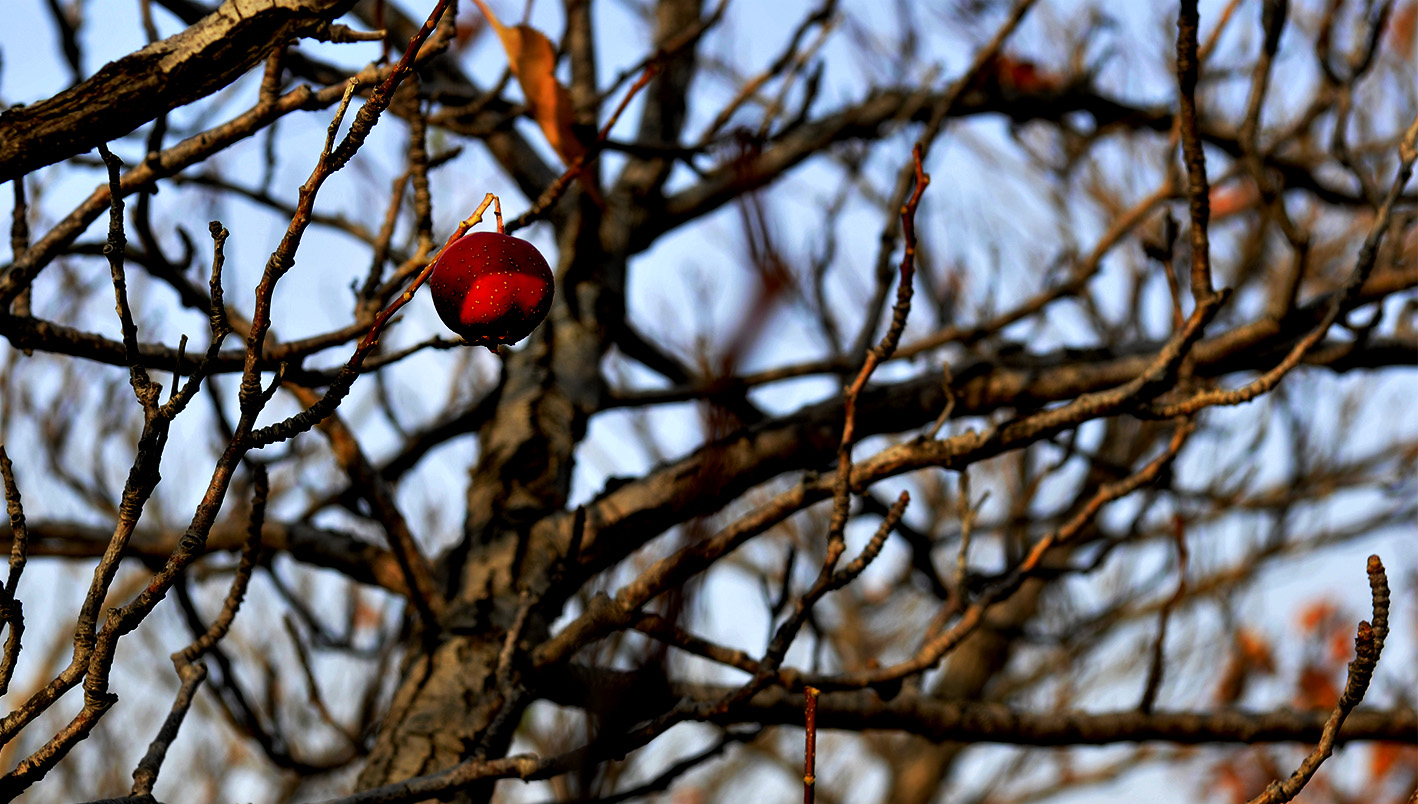 _DSC2026.jpg