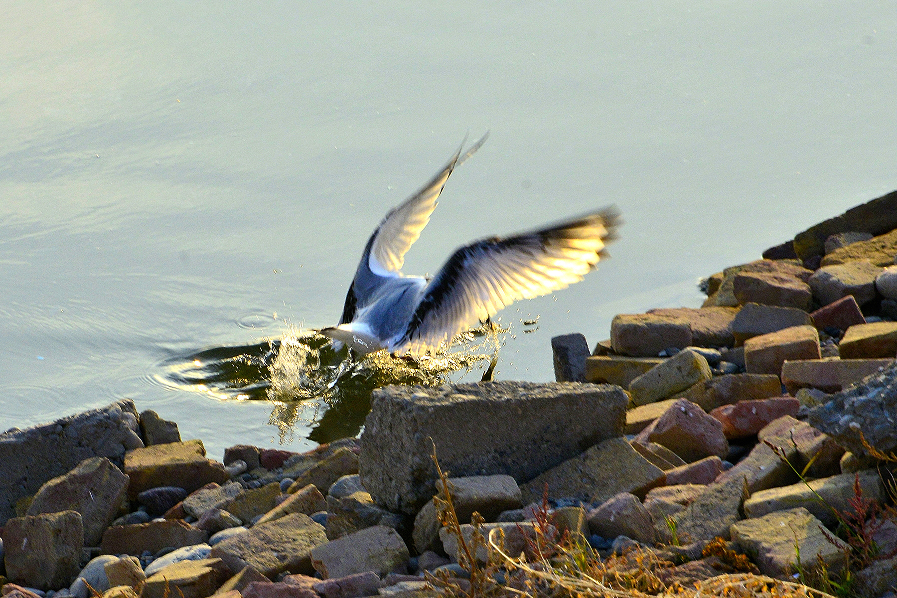 _DSC7598.jpg