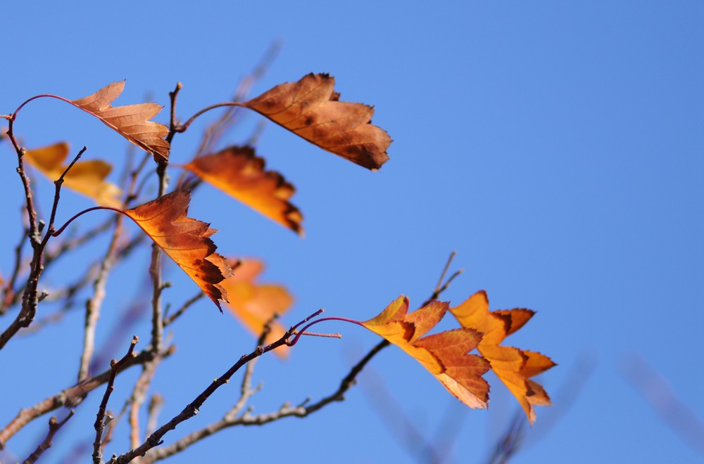 DSC_0218_.jpg
