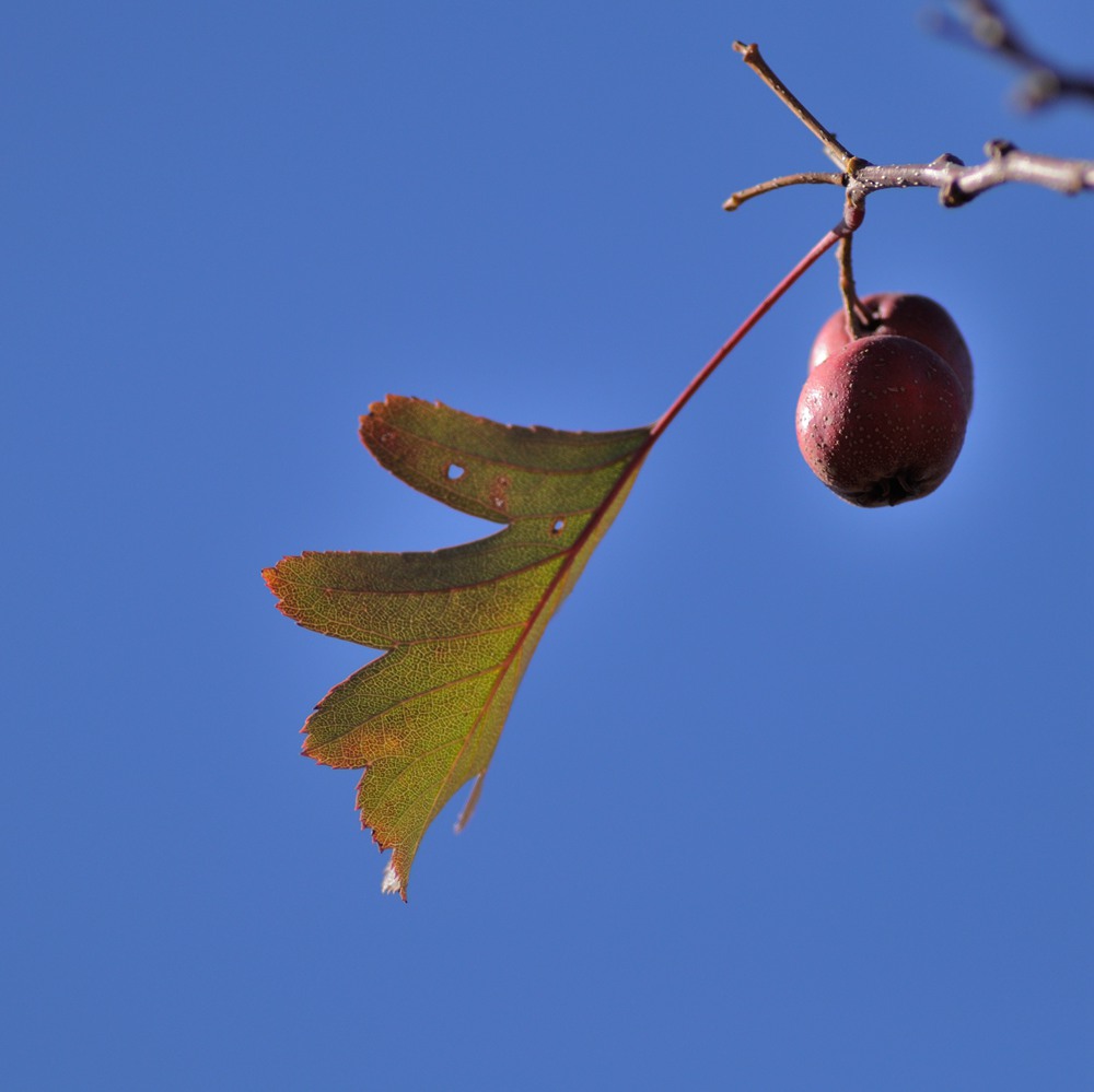 DSC_0232_.jpg